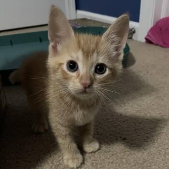 Domestic Short Hair Cats Available for Adoption in Springboro, Ohio - Tango | PetCurious