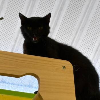 Sushi -  Domestic Short Hair Cat for Adoption in Parkersburg, West Virginia - Sushi | PetCurious