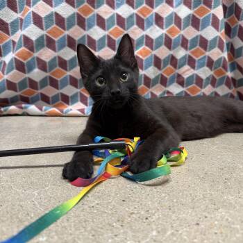 Domestic Short Hair Cats Available for Adoption - Pedro - Riley Fuzzel Petsmart  | PetCurious