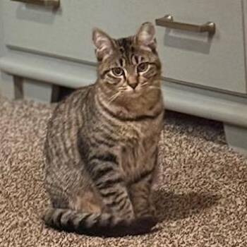 Amber -  Domestic Short Hair Cat for Adoption in Vallejo, California - Amber | PetCurious