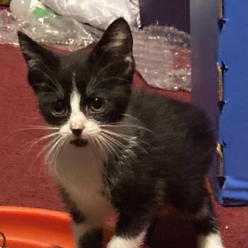 Oreo -  Domestic Short Hair Cat for Adoption in Dekalb, Illinois - Oreo | PetCurious