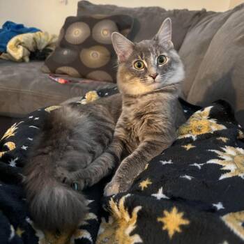 Domestic Long Hair Cats Available for Adoption - Sky | PetCurious