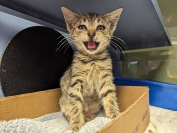 Rescue Domestic Short Hair Cats for Adoption in Santa Cruz, California - SUNFLOWER* | PetCurious