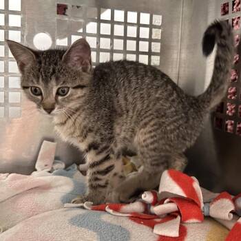 Starling -  Domestic Short Hair Cat for Adoption in Mount Vernon, Indiana - Starling | PetCurious