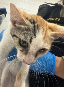 A273807 -  Domestic Short Hair Cat for Adoption in Chula Vista, California - A273807 | PetCurious