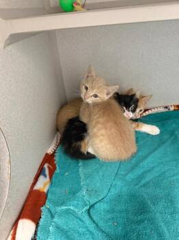 Domestic Short Hair Cats Available for Adoption - Boots | PetCurious