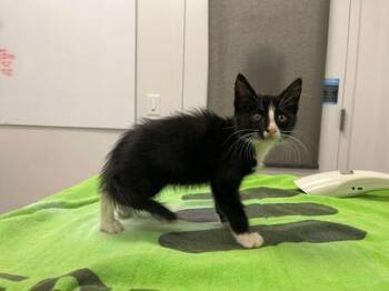 Tantor -  Domestic Short Hair Cat for Adoption in Kansas City, Missouri - Tantor | PetCurious