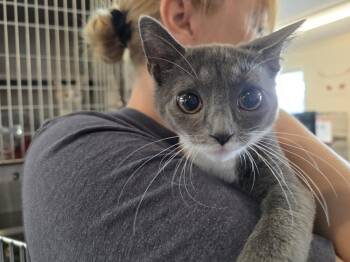 Della -  Domestic Short Hair Cat for Adoption in Southbury, Connecticut - Della | PetCurious