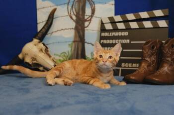 Redford -  Domestic Short Hair Cat for Adoption in Roanoke, Texas - Redford | PetCurious