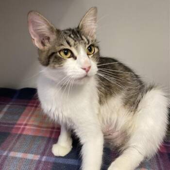 Rescue Domestic Short Hair Cats for Adoption in Long Beach, California - Briar | PetCurious