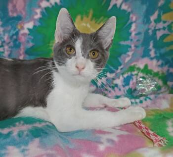 Blitz -  Domestic Short Hair Cat for Adoption in Morgantown, West Virginia - Blitz | PetCurious