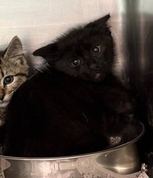 Spicy -  Domestic Short Hair Cat for Adoption in Belton, Texas - Spicy | PetCurious