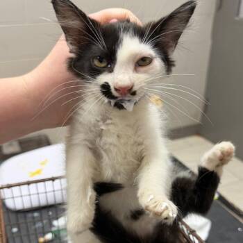 janat -  Domestic Long Hair Cat for Adoption in Lufkin, Texas - Janat | PetCurious