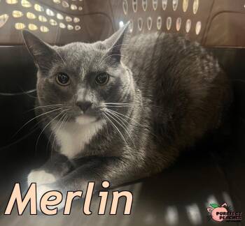 Merlin -  Domestic Short Hair Cat for Adoption in Douglasville, Georgia - Merlin | PetCurious