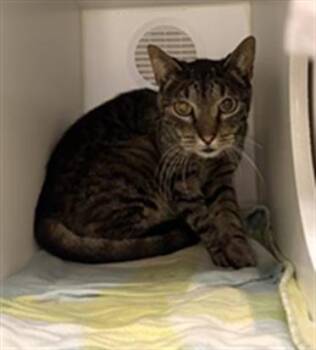 Domestic Short Hair Cats Available for Adoption - FREDDIE | PetCurious