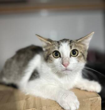 Rescue Domestic Short Hair Cats for Adoption in Clarksville, Tennessee - Oak Leaf | PetCurious