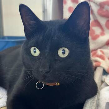 Marcus -  American Shorthair Cat for Adoption in Goleta, California - Marcus | PetCurious