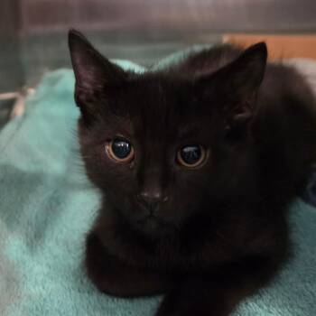 Domestic Short Hair Cats Available for Adoption - Sandbox | PetCurious