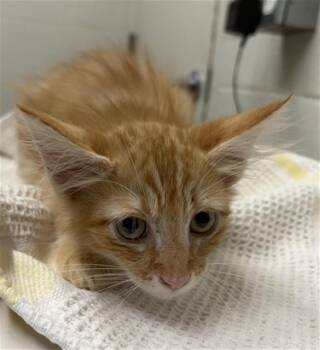 A274125 -  Domestic Medium Hair Cat for Adoption in Chula Vista, California - A274125 | PetCurious