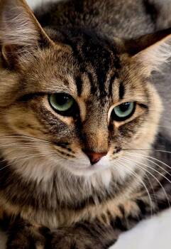 Jaden -  Maine Coon and Domestic Long Hair Cat for Adoption in St. Cloud, Florida - Jaden | PetCurious