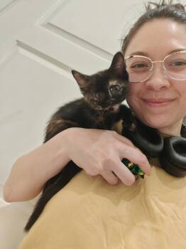 Skittles -  Domestic Short Hair Cat for Adoption in Chicago, Illinois - Skittles | PetCurious