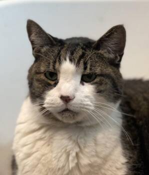 Domestic Short Hair Cats Available for Adoption - Quiche | PetCurious