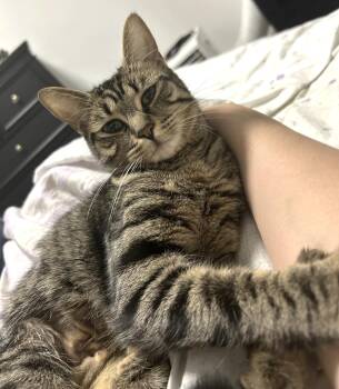 Stormi -  Tabby Cat for Adoption in Hamilton, Ontario - Stormi | PetCurious