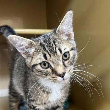 Paul 54654 -  Domestic Short Hair Cat for Adoption in Las Vegas, Nevada - Paul 54654 | PetCurious