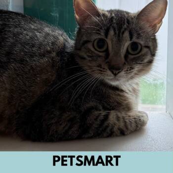 Pita -  Domestic Short Hair Cat for Adoption in Lakewood, Colorado - Pita | PetCurious
