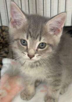 NOODLE -  Domestic Short Hair Cat for Adoption in Elizabethton, Tennessee - NOODLE | PetCurious
