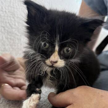 Brie -  Domestic Short Hair Cat for Adoption in NEW PT RICHEY, Florida - Brie | PetCurious