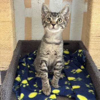 Neytiri -  Domestic Short Hair Cat for Adoption in Cambria, California - Neytiri | PetCurious