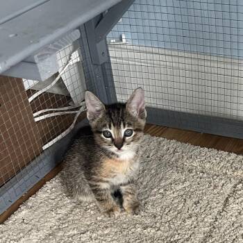Toffee -  Domestic Short Hair Cat for Adoption in Normal, Illinois - Toffee | PetCurious