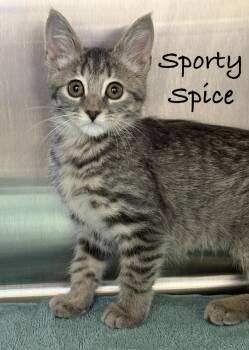 Sporty Spice -  Domestic Short Hair Cat for Adoption in Pawleys Island, South Carolina - Sporty Spice | PetCurious
