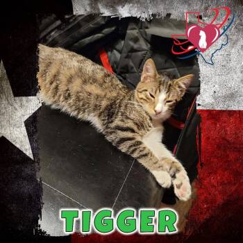 Rescue Domestic Medium Hair Cats for Adoption in Kingman, Arizona - Tigger | PetCurious