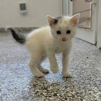 Domestic Short Hair Cats Available for Adoption in St. Louis, Missouri - Shimmer | PetCurious