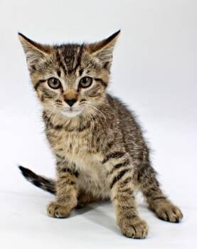 Broccoli -  Domestic Short Hair Cat for Adoption in Morton Grove, Illinois - Broccoli | PetCurious