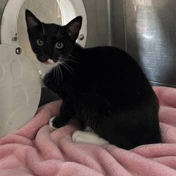 Simon -  Domestic Short Hair Cat for Adoption in Hawthorne, California - Simon | PetCurious
