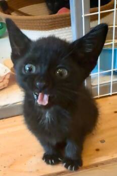 Bambolina -  Domestic Short Hair Cat for Adoption in Trenton, New Jersey - Bambolina | PetCurious