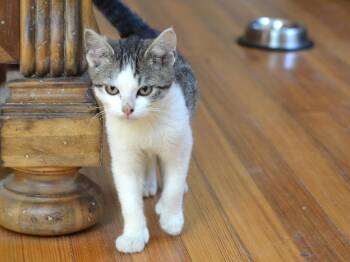 Rescue Domestic Short Hair Cats for Adoption in South Orange Village, New Jersey - Houdinii | PetCurious