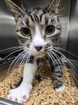 Rescue Domestic Short Hair Cats for Adoption in Casper, Wyoming - OLIVER | PetCurious