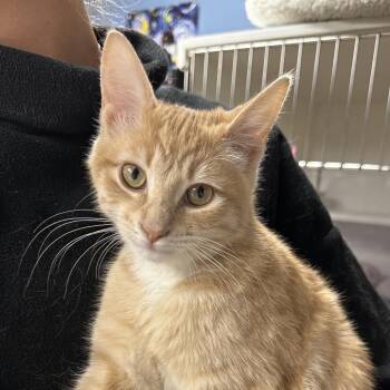 Dallas -  Domestic Short Hair Cat Available for Adoption in Stillwater, Oklahoma - Dallas | PetCurious