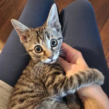 Gary F-21900 -  Domestic Short Hair Cat for Adoption in Oklahoma City, Oklahoma - Gary F-21900 | PetCurious