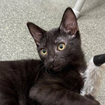 Max -  Domestic Short Hair Cat for Adoption in Pleasanton, California - Max | PetCurious
