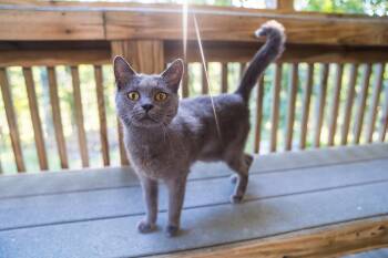 Rescue Domestic Short Hair Cats for Adoption in Morgantown, West Virginia - Laiken | PetCurious