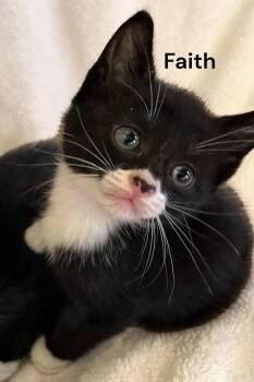 Faith -  Domestic Short Hair Cat for Adoption in Weems, Virginia - Faith | PetCurious