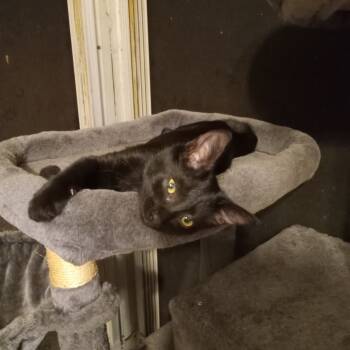 Rescue Domestic Medium Hair Cats for Adoption in Port Richey, Florida - Mouse | PetCurious