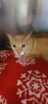 Mickey -  Domestic Short Hair Cat for Adoption in Largo, Florida - Mickey | PetCurious