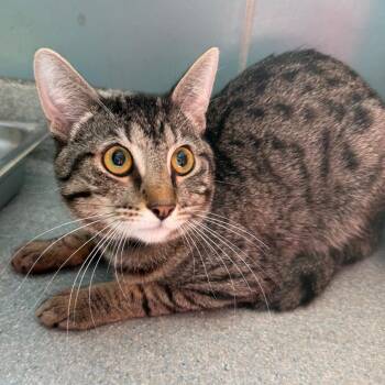 Milo -  American Shorthair Cat for Adoption in Chicago, Illinois - Milo | PetCurious