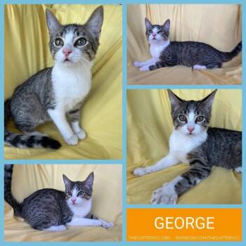 George -  Domestic Short Hair Cat for Adoption in Corpus Christi, Texas - George | PetCurious